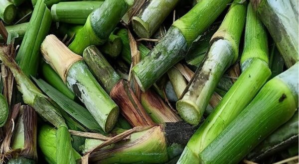 4G Bullet Seeds – Premium High-Yield Forage Seeds