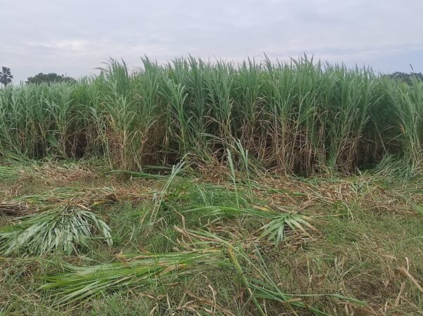 Napier Grass