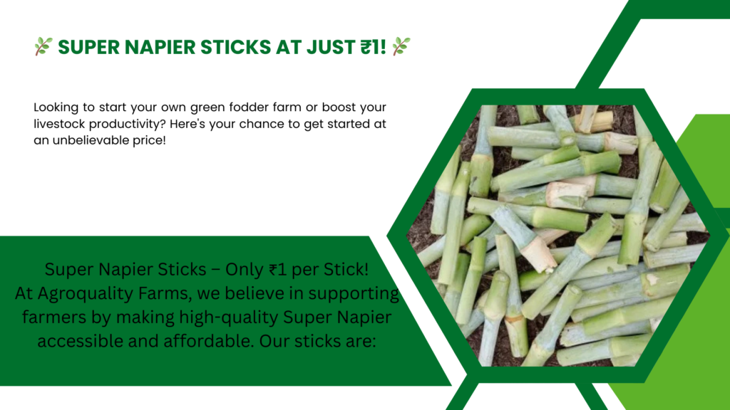 Why Choose Super Napier (1)