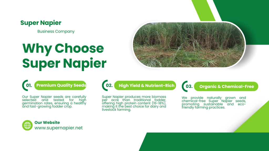 Why Choose Super Napier